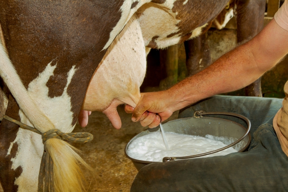 Костромской учёный научит коров давать особенное молоко