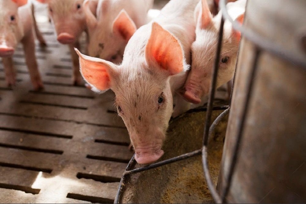 Саратовские студенты разрабатывают специальный корм для свиней