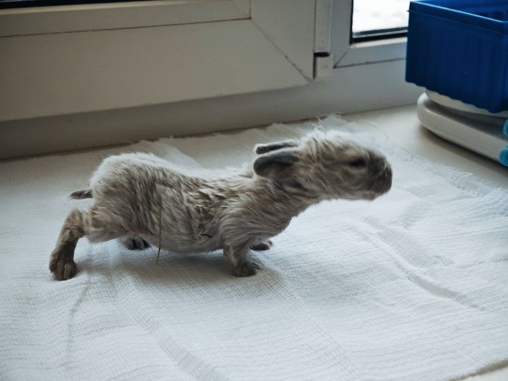 В России появился кролик с эффектом «двойной мускулатуры»