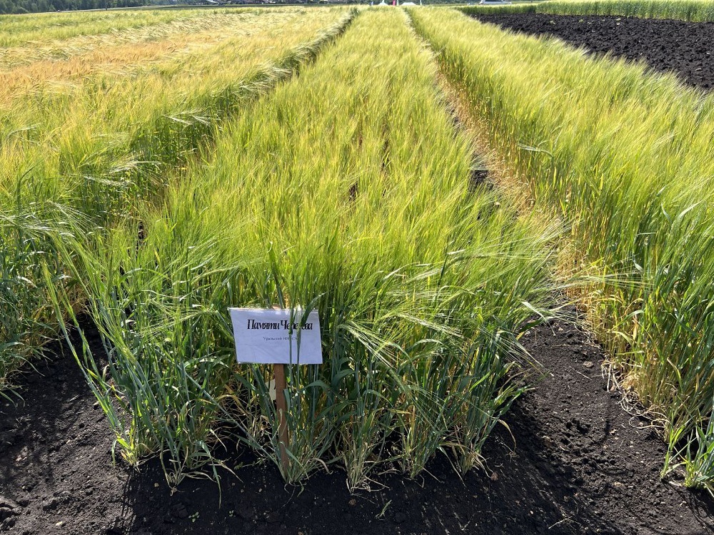 Уральский сорт ячменя стал лидером по посевным площадям в России