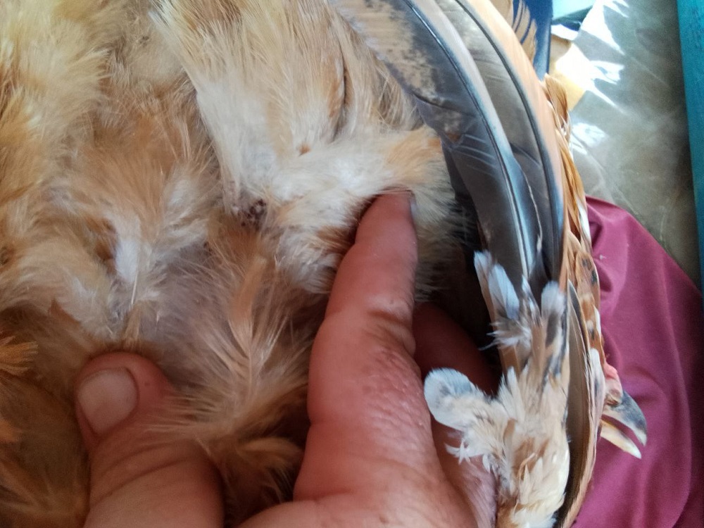 Ростовские учёные разработали безопасный препарат для лечения аргазидоза