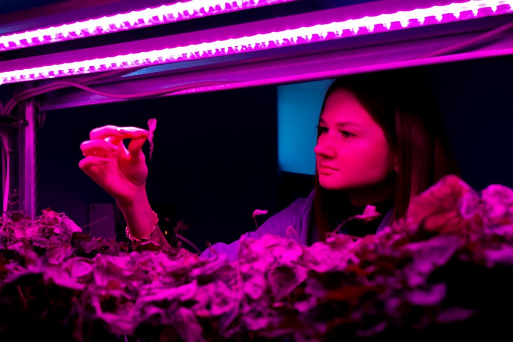 В Новосибирском ГАУ предложили бороться с вредителями с помощью клещей и клопов